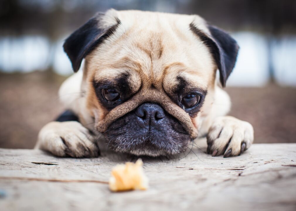 Most popular house-friendly dogs